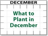 What to Plant in December