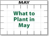 What to Plant in May