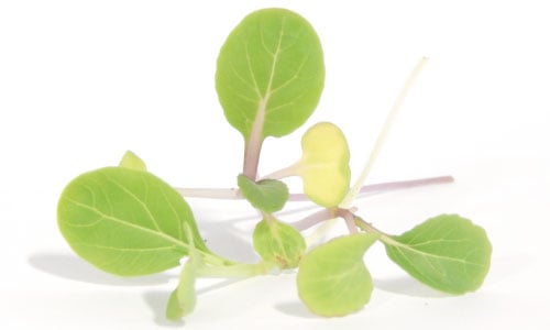 https://www.ufseeds.com/on/demandware.static/-/Sites-UrbanFarmer-Library/default/v1712844724037/White-Stem-Bok-Choy-Microgreen-Seeds.jpg