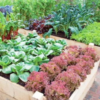 Garden Planting Guide