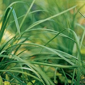 Garlic Chives