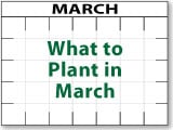 What to Plant in March