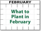 What to Plant in February