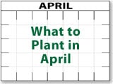 What to Plant in April