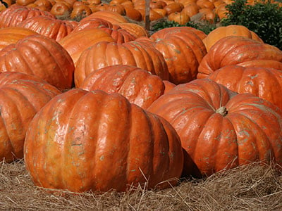 atlantic-giant-pumpkin