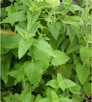 Catnip 1800+ Seeds (Nepeta) Instructions Included x