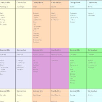 Companion Planting