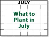 What to Plant in July