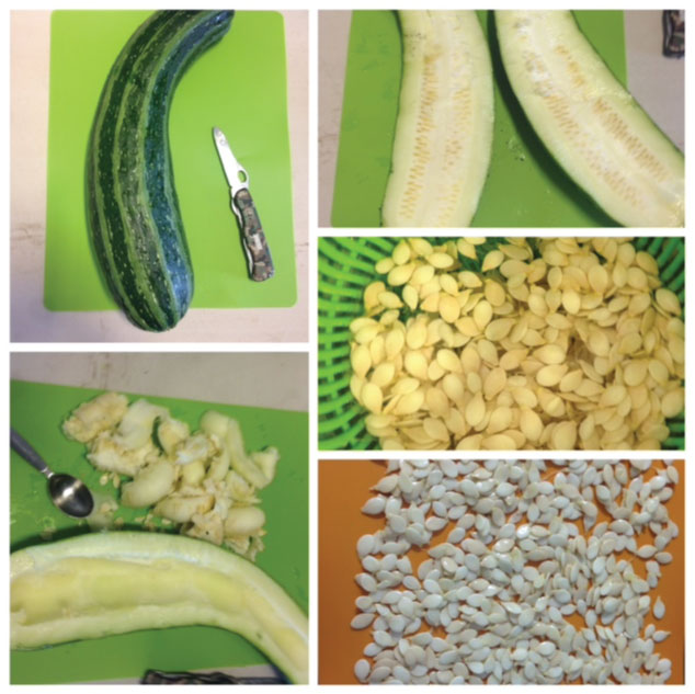 Squash Seed Saving