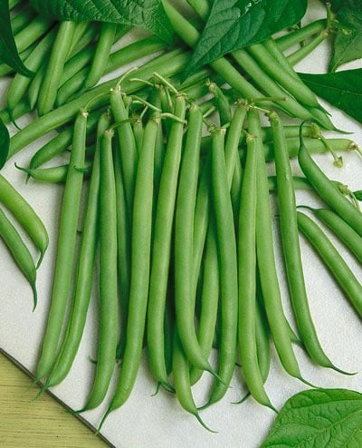 Bean Tips