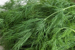 Dill Seeds