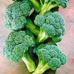 coronado-crown-broccoli-seeds