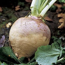 american-purple-top-rutabaga