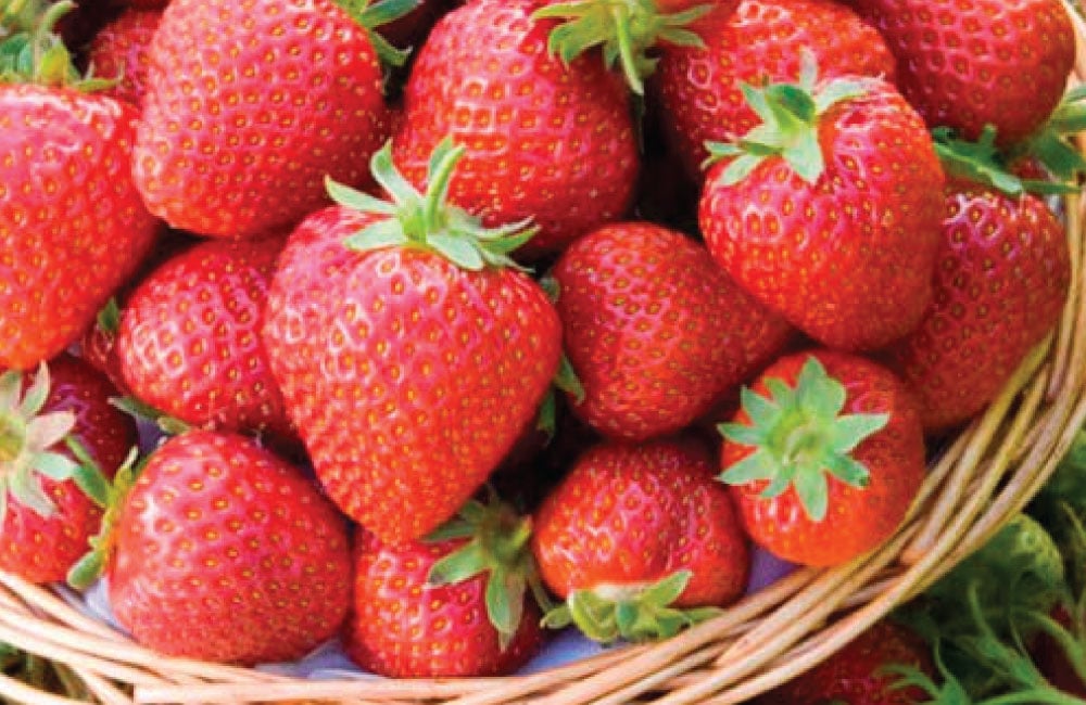 Honeoye, Strawberry Plants Urban Farmer