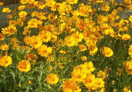 Lance Leaf, Coreopsis Seeds | Urban Farmer