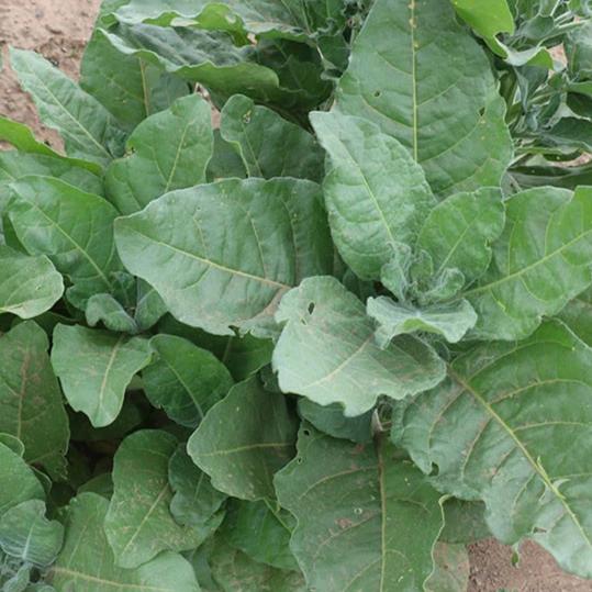 italy tobacco prices Toscano Modigliani: Premium Italian Cigars – ItalianSmokes.com italy tobacco prices Toscano Modigliani: Premium Italian Cigars – ItalianSmokes.com