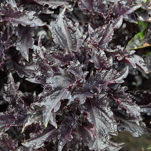 bin196 Basil Purple Ruffles Heirloom Herb Seeds