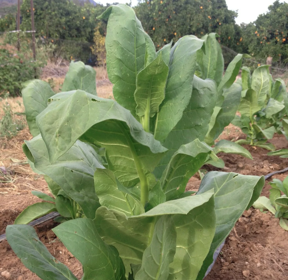 shirazi tobacco Shirazi, Tobacco Seed