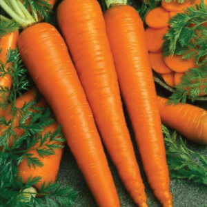 Imperator Carrot Seeds 500 SEEDS-SAME DAY SHIPPING