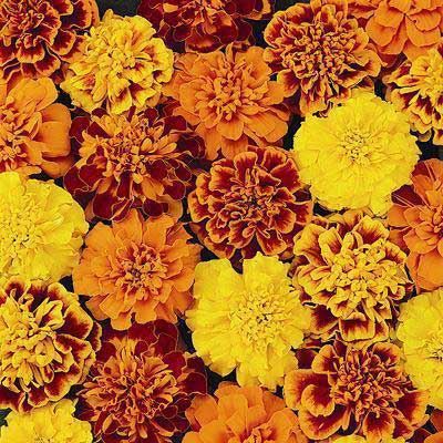 Petite Mix, Marigold Seeds | Urban Farmer