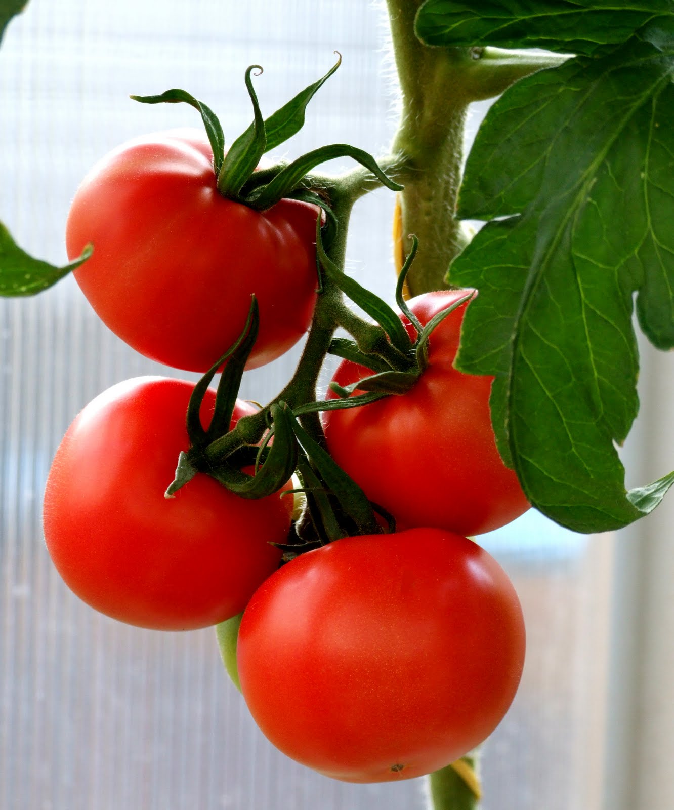 Tropic VFN, (F1) Tomato Seeds Urban Farmer