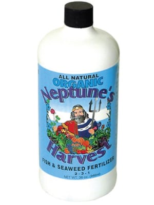 Neptunes-Fish-and-Seaweed-