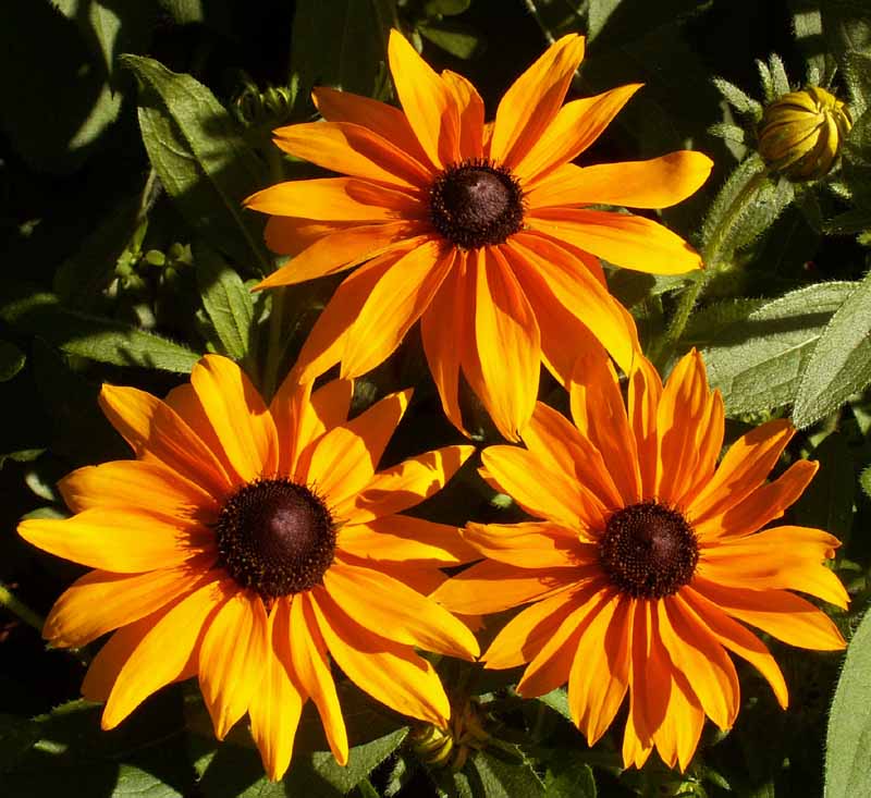 Marmalade, Rudbeckia Seeds Urban Farmer