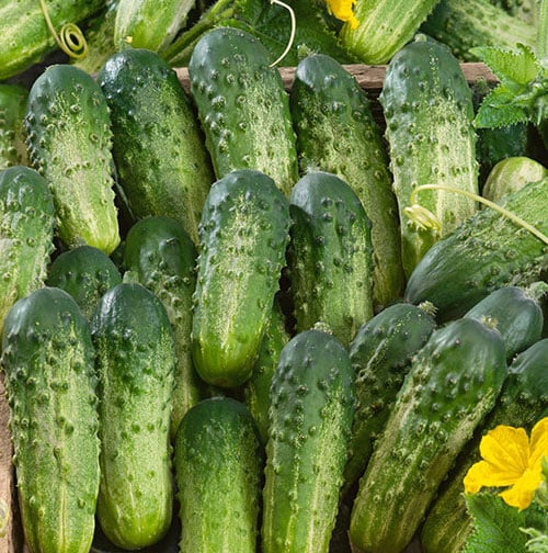 Sumter, Organic (F1) Cucumber Seeds Urban Farmer
