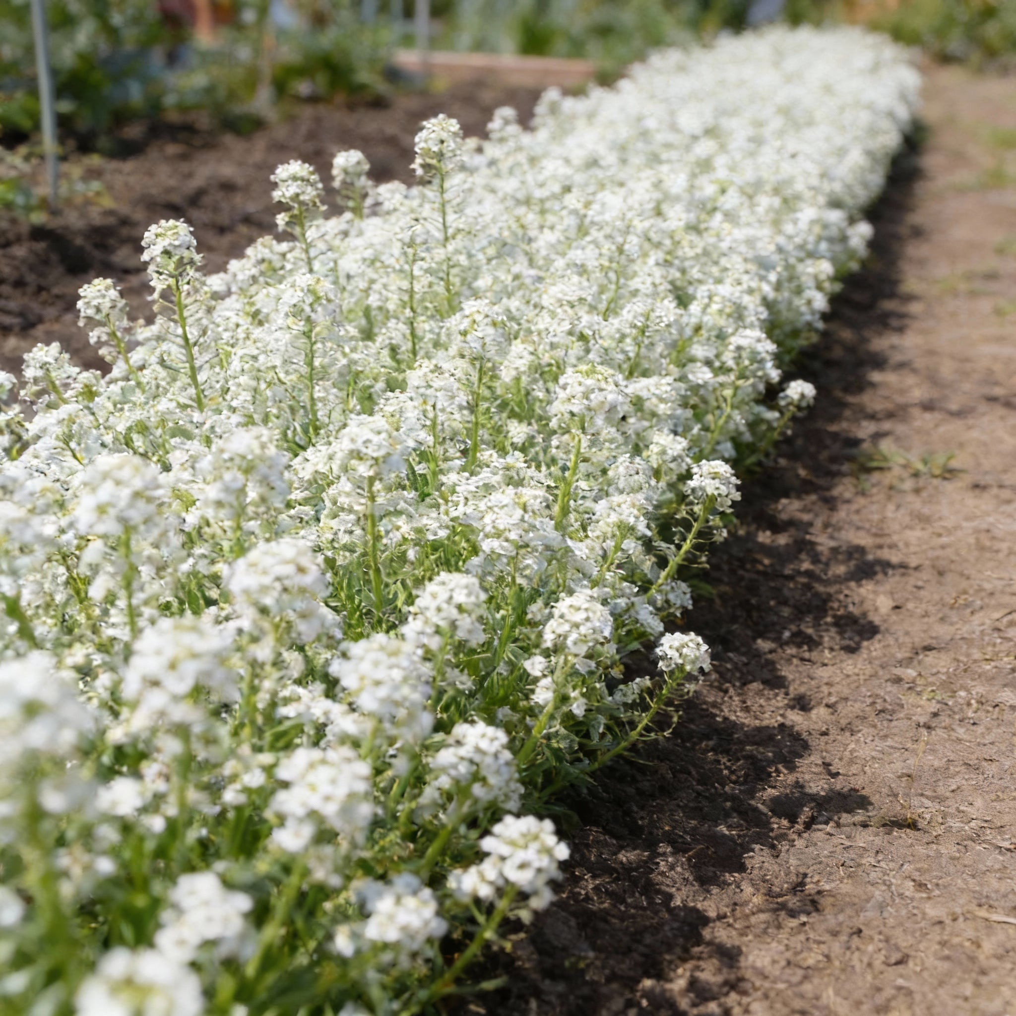 Tall White, Sweet Alyssum Seeds | Urban Farmer