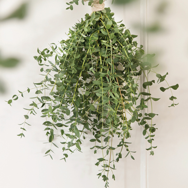 Small Leaf Gum, Eucalyptus Seeds Urban Farmer