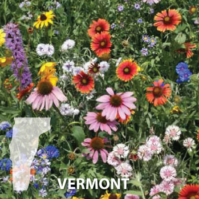 Vermont Blend Wildflower Seed Urban