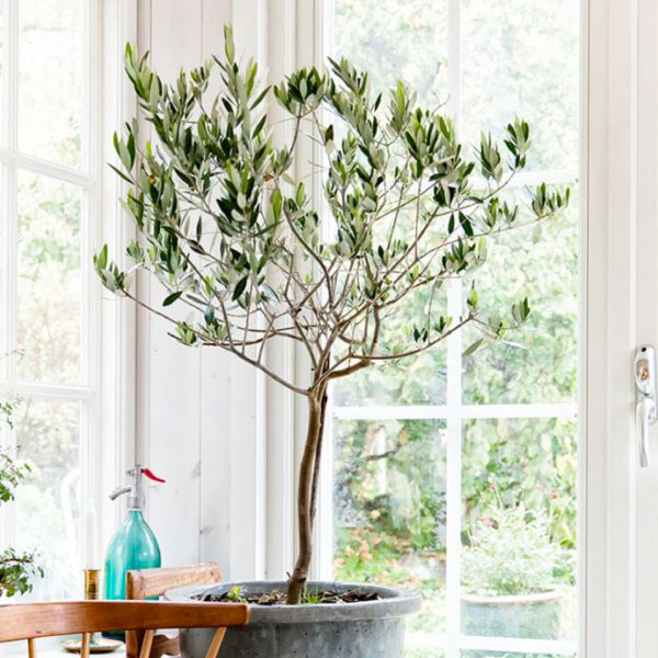 OLIVE TREE 50 - 100 SEEDS GREEK - OLEA EUROPAEA 12/2023 HARVEST