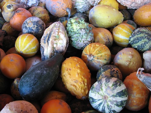 5g Ornamental gourds Mix Of Small Fruits Seeds
