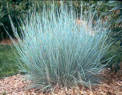 新品 blue herb LITTLETEMPO HOME IS WHERE Little Bluestem, Ornamental Grass Seed | Urban Farmer