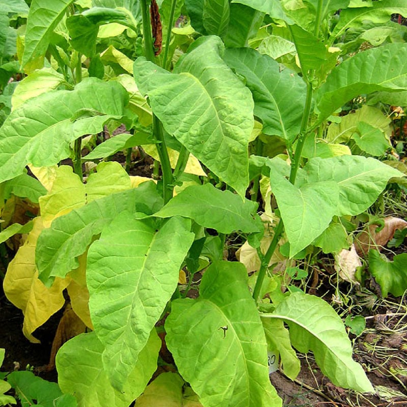 organic tobacco plant Ainaro, Tobacco Seed