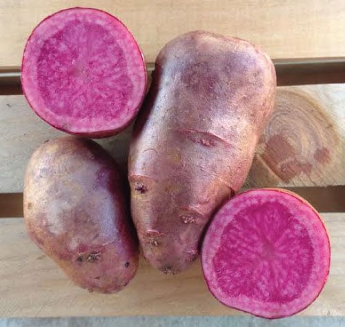 Adirondack Red, Seed Potatoes | Urban Farmer
