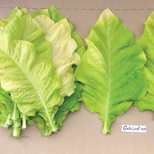 golden leaf tobacco kingsport Gold Leaf 939, Tobacco Seed