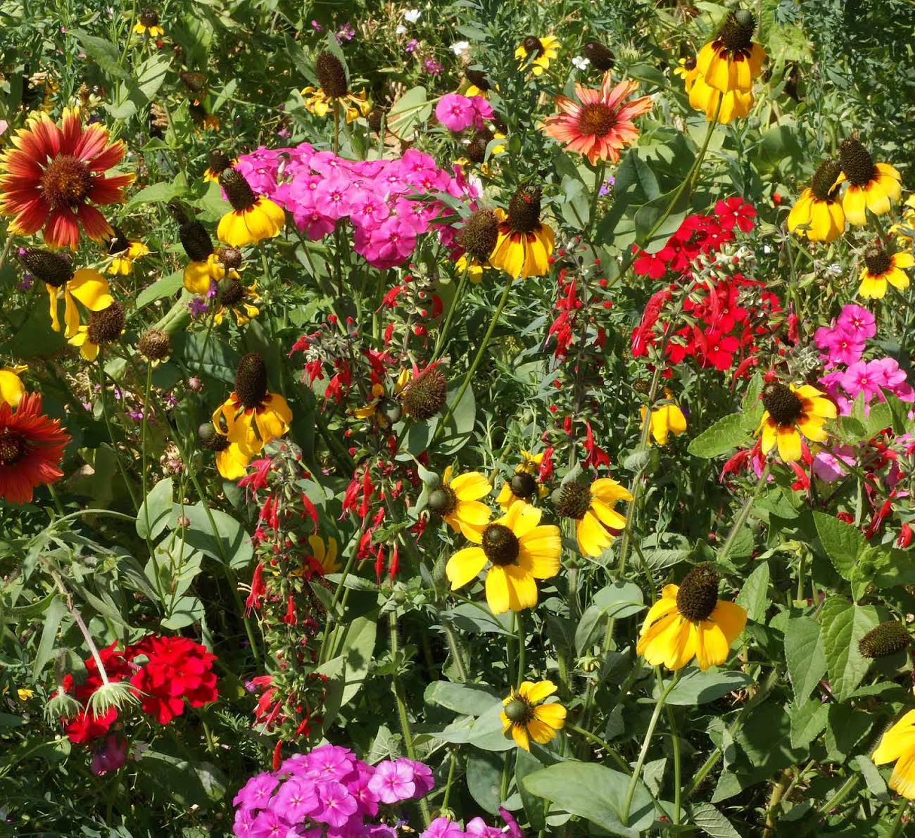 Southeast Native Blend, Wildflower Seed Urban Farmer
