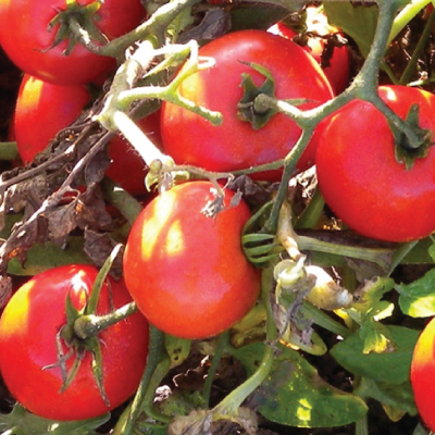 Heinz-Tomato.jpg