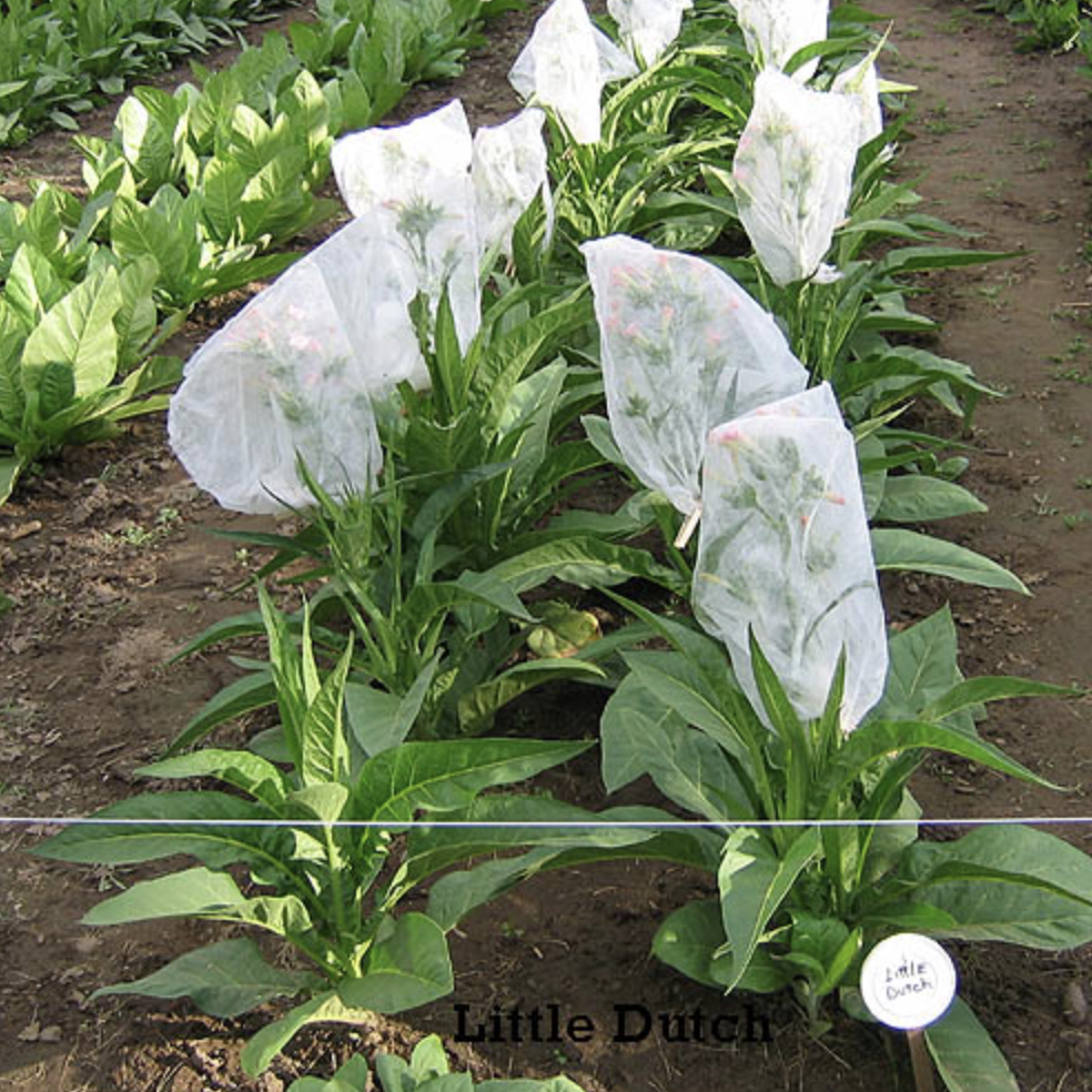 little tobacco Little Dutch, Tobacco Seed