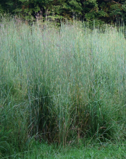 3,500 Ornamental BIG BLUESTEM GRASS Beardgrass Seeds USA seller 