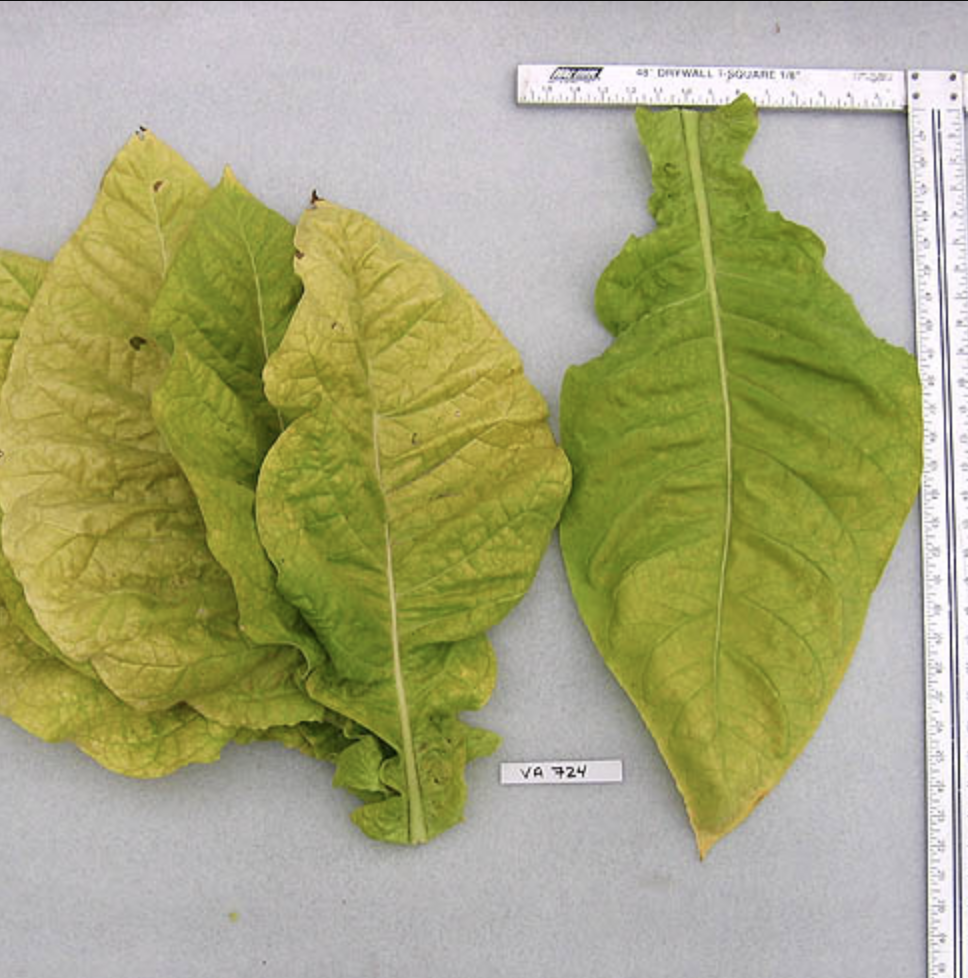 virginia leaf tobacco Virginia 724, Tobacco Seed