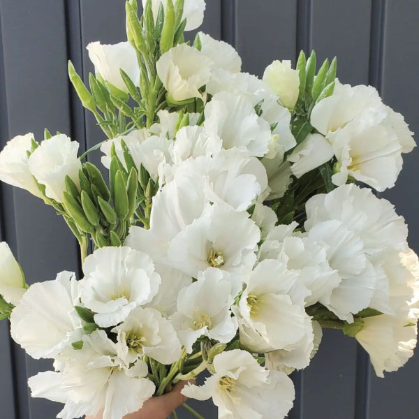 Grace White, (F1) Clarkia Seed Urban Farmer