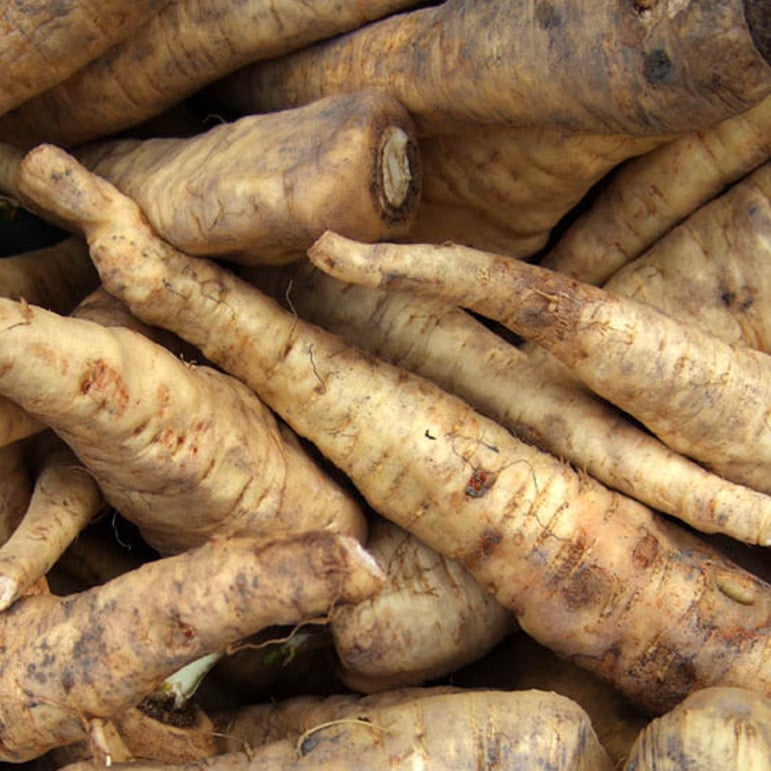 Czechoslovokian, Horseradish Urban Farmer