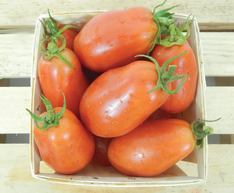 Free Shipping! NON-GMO 25 San Marzano Heirloom Tomato Seeds ORGANIC 