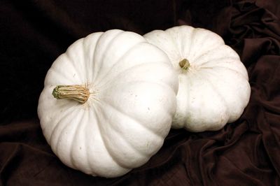 5 Heirloom Pumpkin Seeds WHITE FLAT BOER FORD non-gmo Seed  FREE  Shipping 