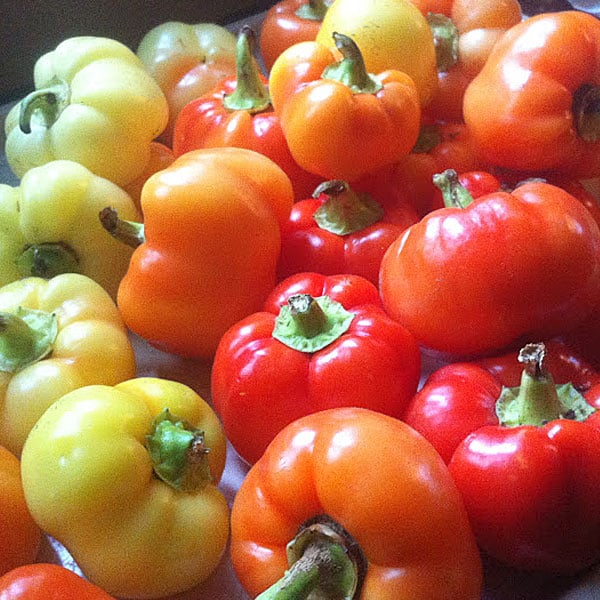 Alma Paprika, Pepper Seeds Urban Farmer