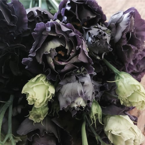 Rosanne 1 Black Pearl, (F1) Lisianthus Seeds | Urban Farmer