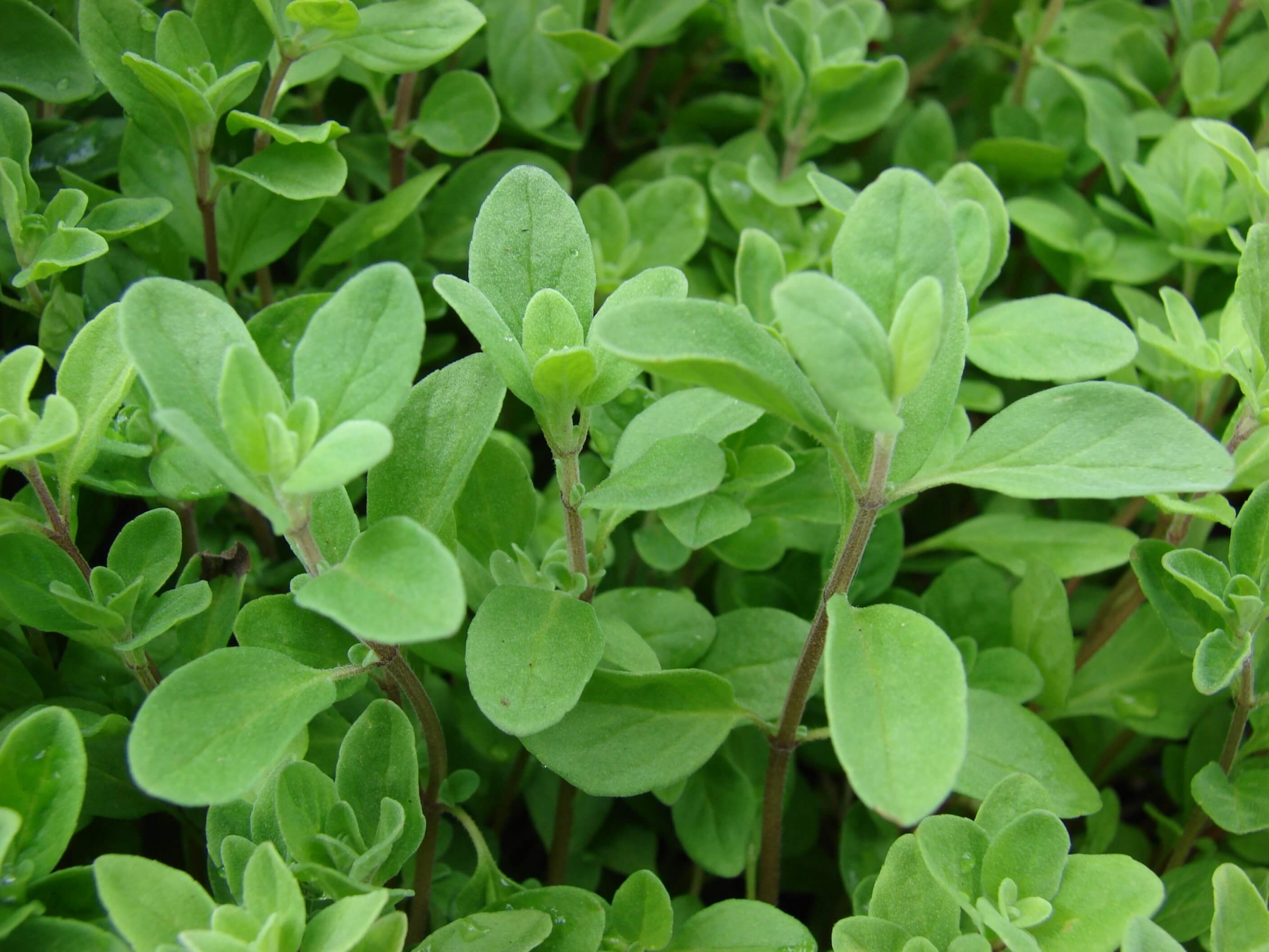 Sweet, Marjoram Seed Urban Farmer