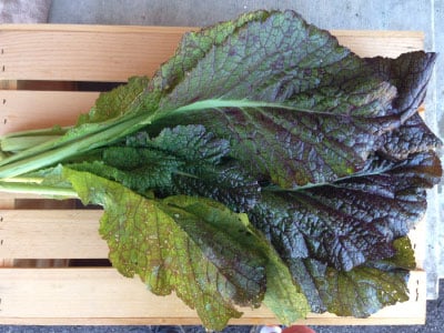The Mustard Seeds☆Red Red Giant Mustard Organic Seeds – Hudson Valley Seed Company